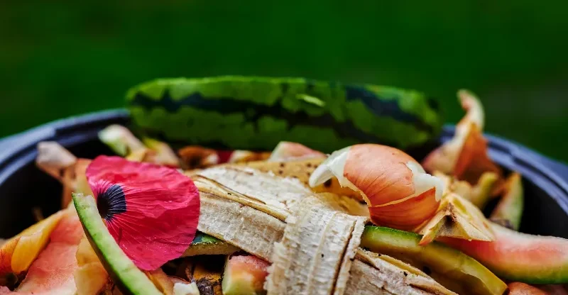 Quais são10 exemplos de lixo organico